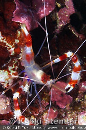 Stenopus hispidus
