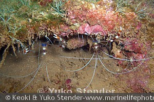 Stenopus hispidus par