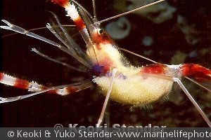 Stenopus hispidus