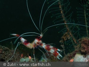 Stenopus hispidus
