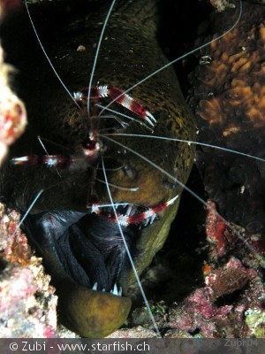 Stenopus hispidus