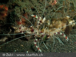 Stenopus hispidus par