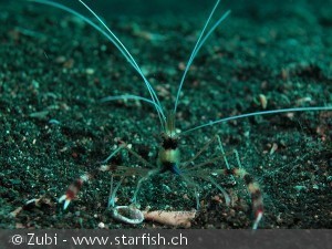 Stenopus hispidus