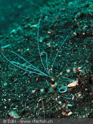 Stenopus hispidus