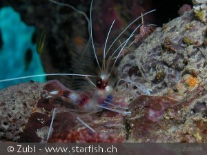 Stenopus hispidus