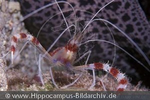 Stenopus hispidus