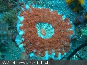 Discosoma sp.