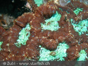 Discosoma nummiforme