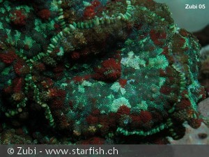 Discosoma nummiforme