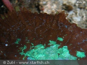 Discosoma nummiforme