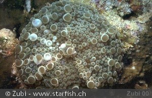 Discosoma sp.