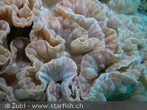 Discosoma sp.