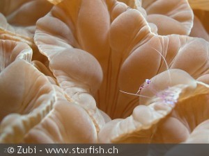Discosoma sp.