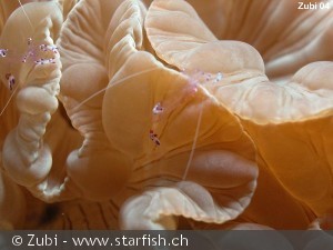 Discosoma sp.