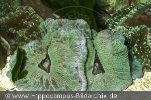 Discosoma sp.
