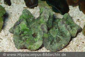 Discosoma sp.