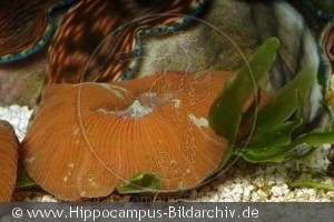 Discosoma sp.