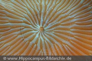 Discosoma sp.