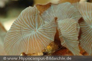 Discosoma sp.