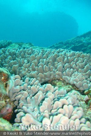 Sinularia densa, Blowhole, Oahu, Hawaii