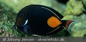 Acanthurus achilles