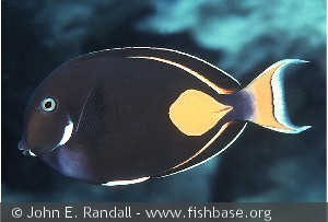 Acanthurus achilles