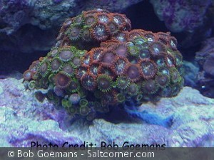 Zoanthus coppingeri