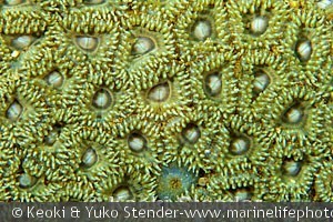Zoanthus sp., Firehouse, Oahu