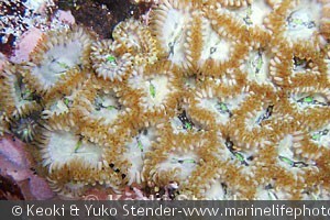Zoanthus sp., Makapu'u tidepool, Oahu