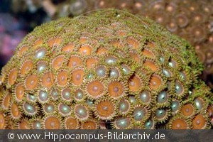 Zoanthus sp.