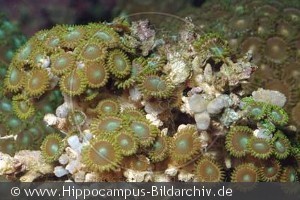Zoanthus sp.