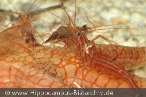 Lysmata wurdemanni