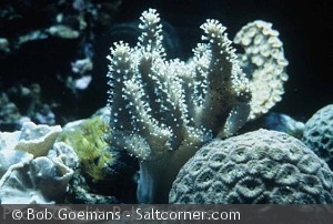 Lobophytum pauciflorum