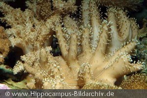 Lobophytum sp.