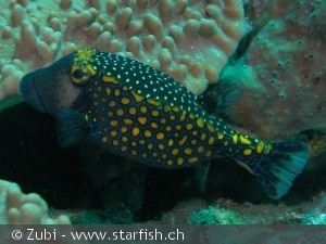 Ostracion meleagris han