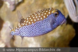 Ostracion meleagris han