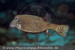 Ostracion meleagris hun