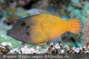 Pervagor melanocephalus