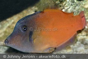 Pervagor melanocephalus