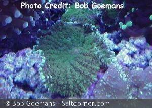 Rhodactis howesii