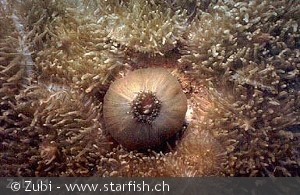 Rhodactis rhodostoma