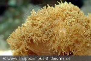 Rhodactis sp.
