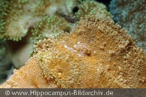 Rhodactis  sp.