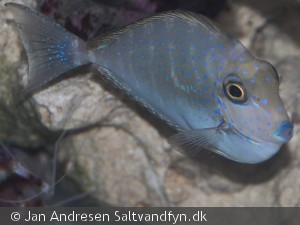 Naso vlamingi ungfisk