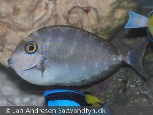 Naso vlamingi ungfisk