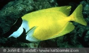 Siganus vulpinus