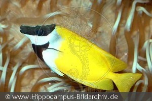 Siganus vulpinus