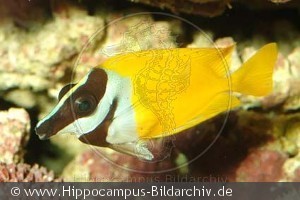 Siganus vulpinus