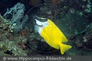 Siganus vulpinus