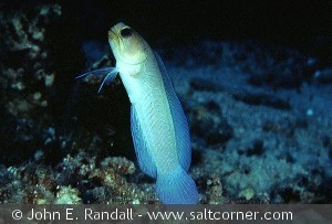 Opistognathus aurifrons